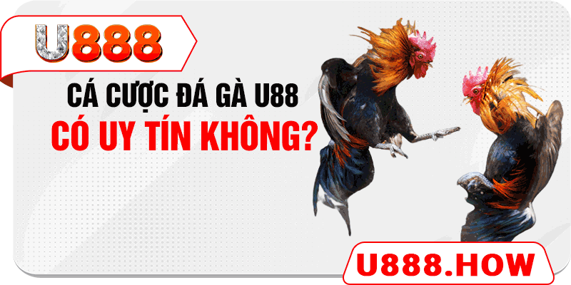 Cá cược đá gà U88 có uy tín không?