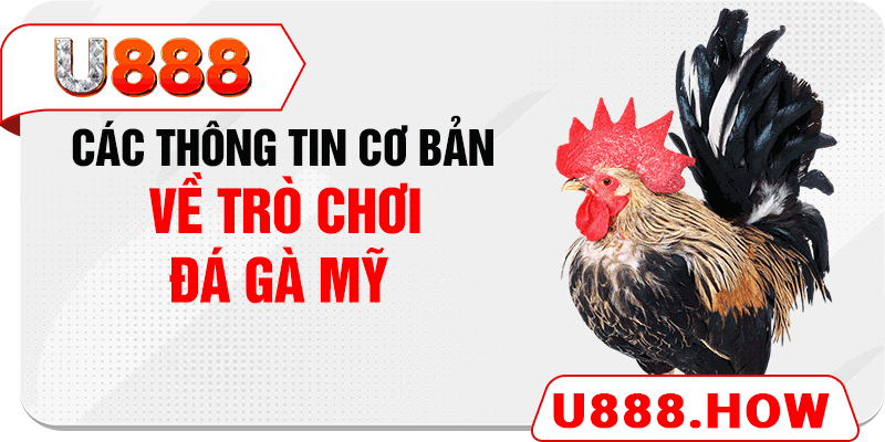 Các thông tin cơ bản về trò chơi đá gà Mỹ 