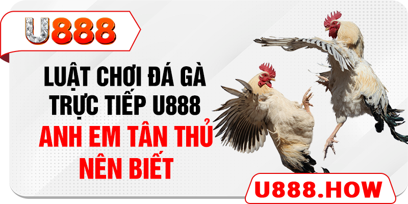 Luật chơi đá gà trực tiếp U888 anh em tân thủ nên biết