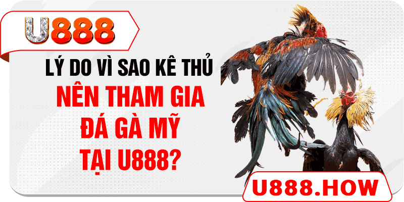 Lý do vì sao kê thủ nên tham gia đá gà Mỹ tại U888?